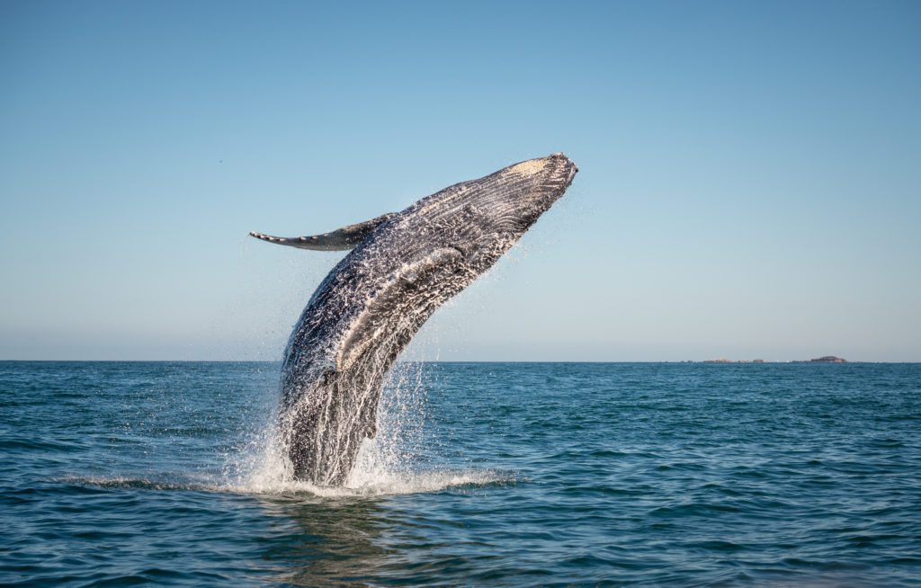 A happy whale breaches in the pacific ocean