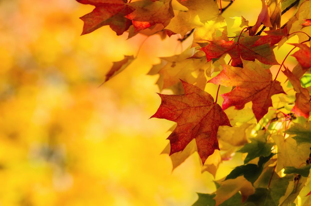 Colorful autumn maple leaves on a tree branch. Yellow autumn leaves background with copy space.